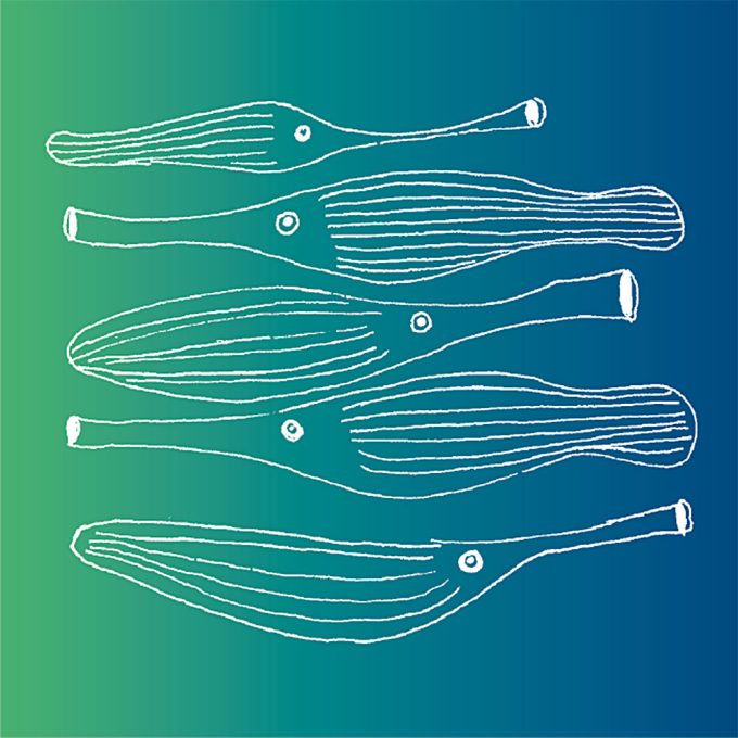 spiele-memore-fische-4